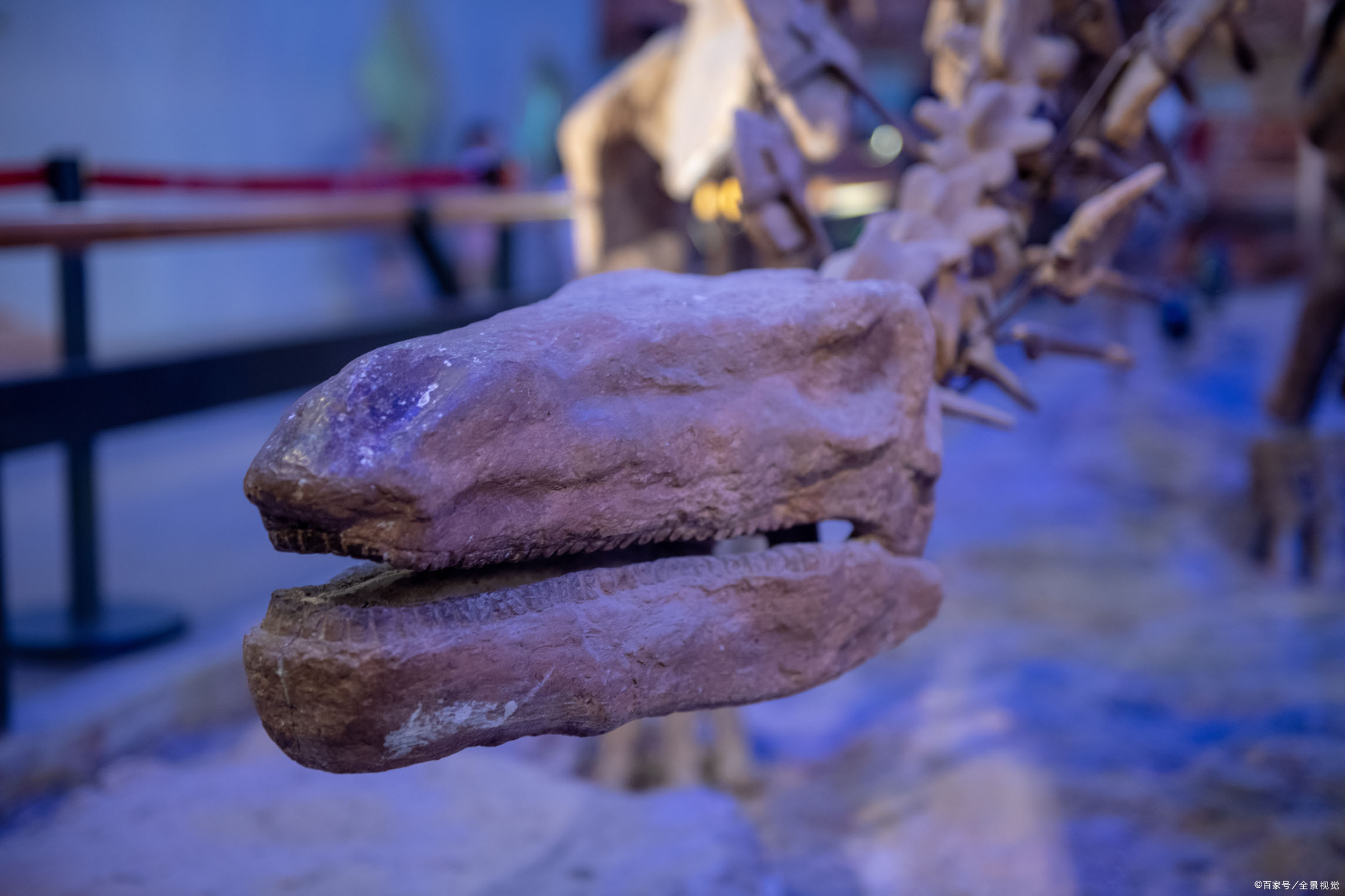 金川龙恐龙化石图片