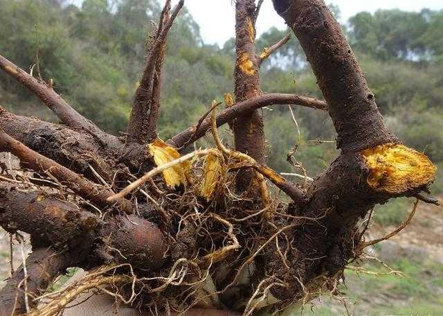 是以人工种植为主,而且产量也非常可观,生长年较长的金不换根部也很大