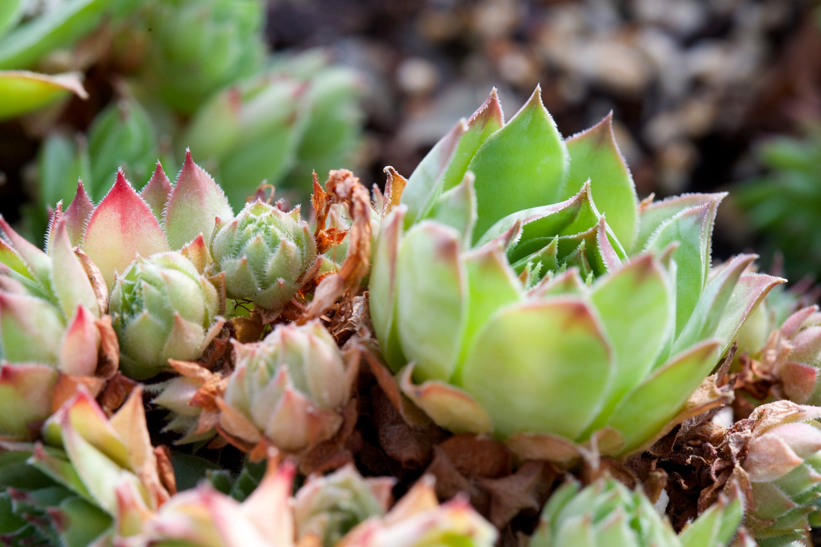 趣味测试:选择一株最可爱的多肉,测试一下你的爱情有什么问题?