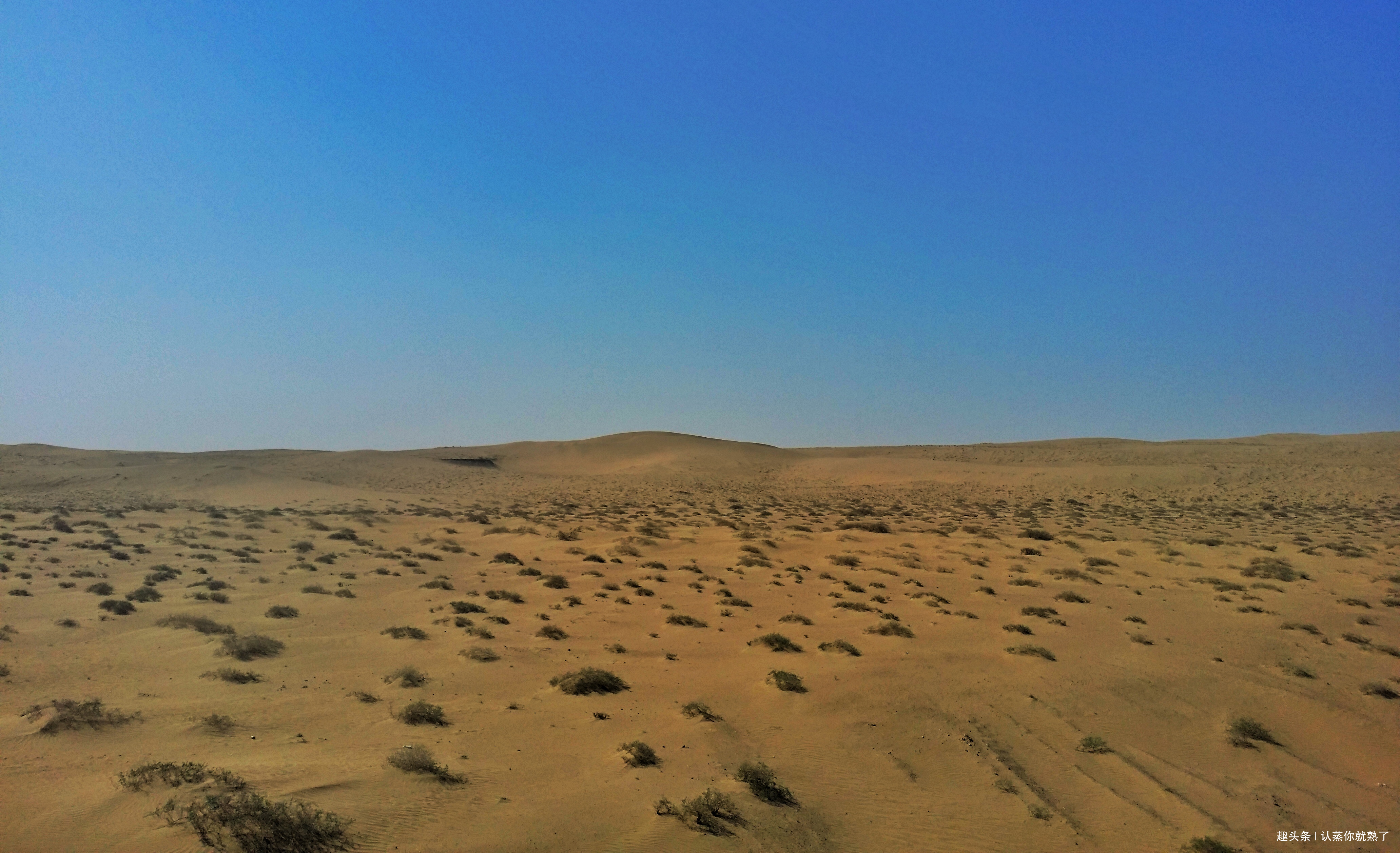 大家在蚂蚁森林种下的树,马云有没有兑现承诺在沙漠种下梭梭树呢