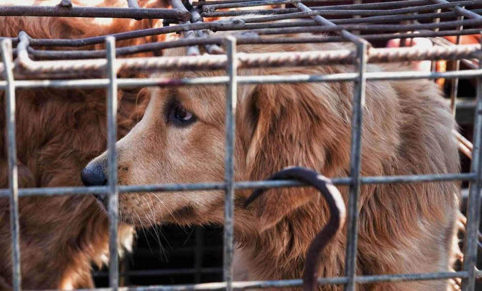 动物有意识知道自己会被杀吗?