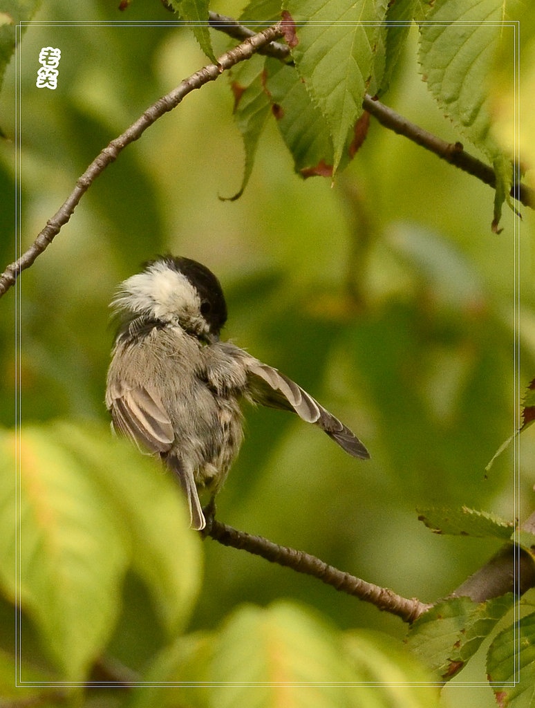 褐头山雀知识免费科普,看一看你了解多少?