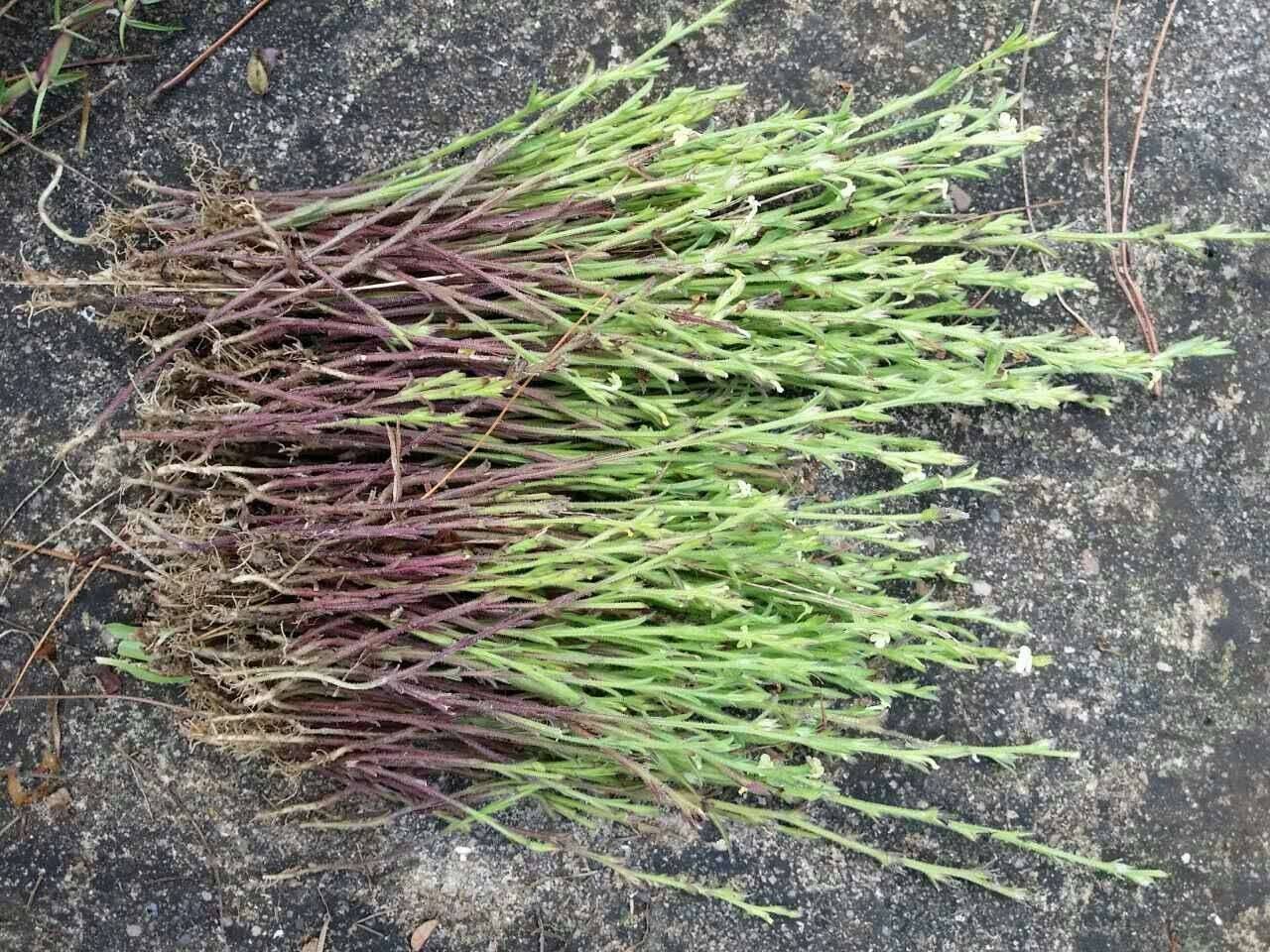 草- 热门商品专区