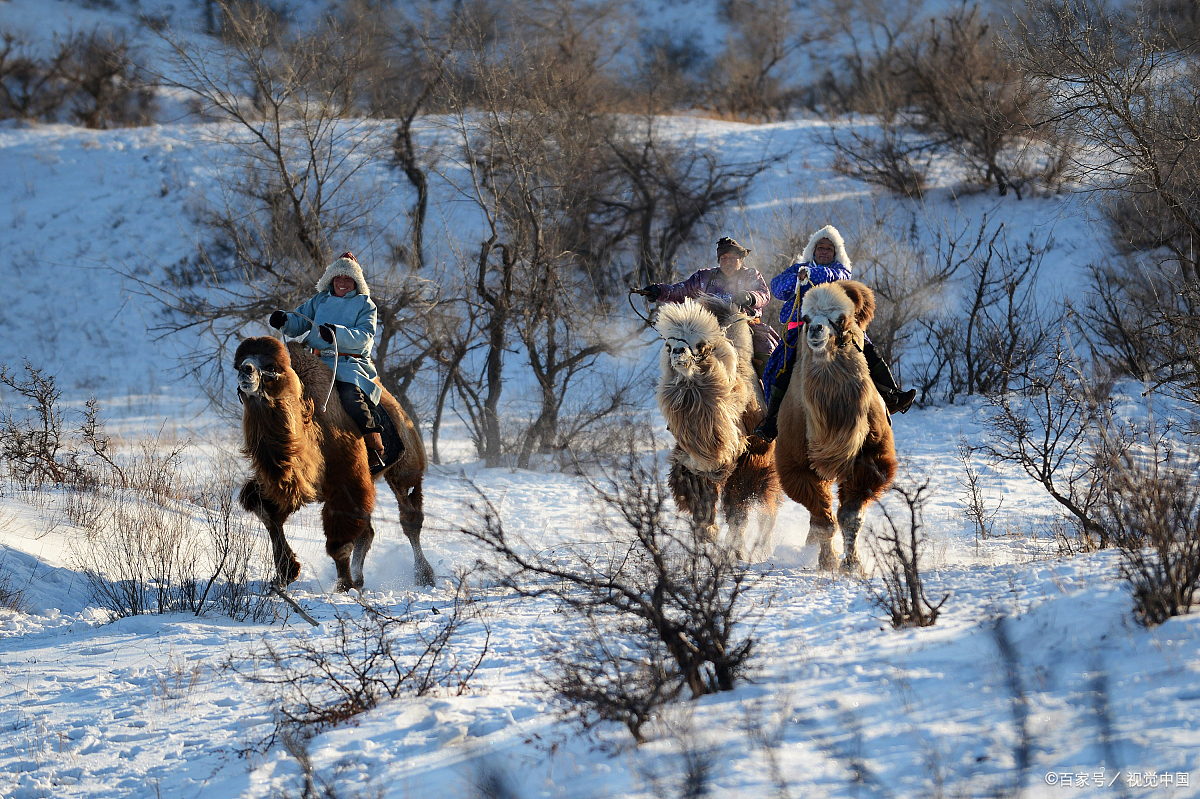 蒙古墓葬杀骆驼:一种古代封建制度的见证