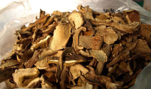 大脚菌由于成长时间非常的短,一年之中只生长一次,过了它的这段成长期