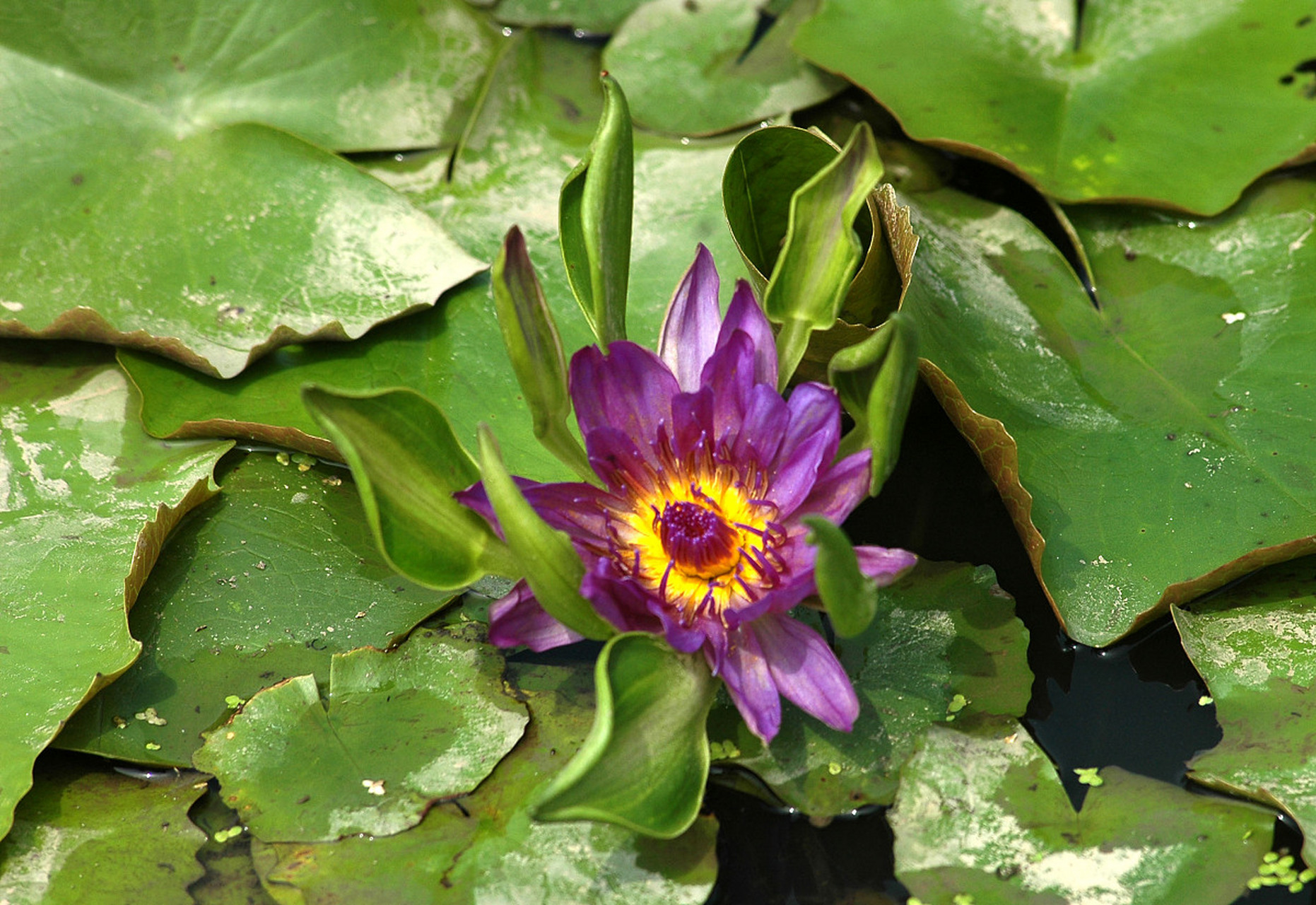 斯里兰卡的国花是蓝莲花(nymphaea nouchali),也被称为蓝睡莲