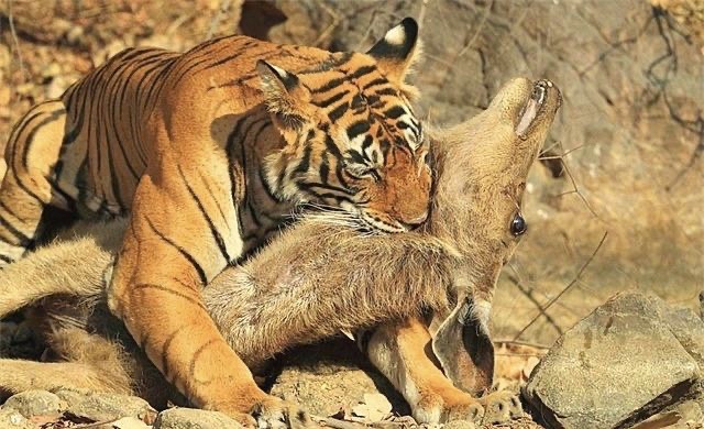 老虎捕猎喜欢锁喉,它们是如何知道猎物致命弱点的?