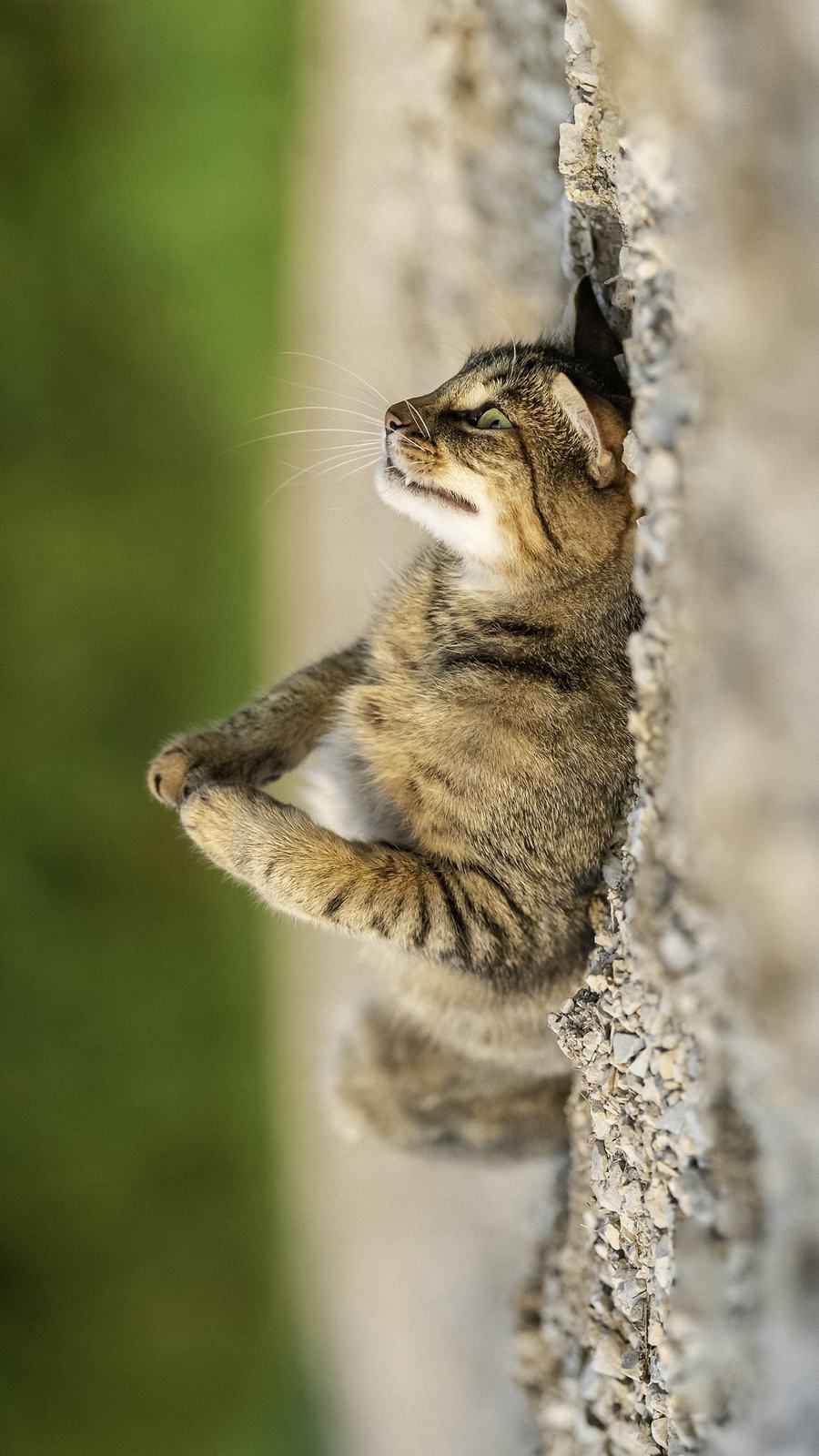 壁纸|手机壁纸 高清壁纸56 省流量标准高清 原图(900x1600 k)