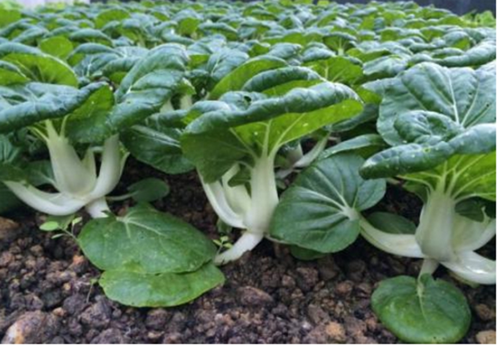 鹤斗白具有清热除火,解毒,亮发,提高免疫力抗衰抗辐射等功效.