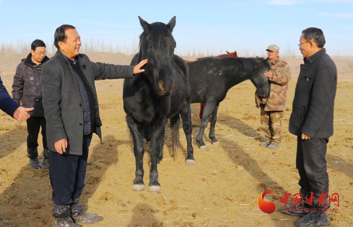 阿克塞哈萨克马顺利通过农业农村部评审