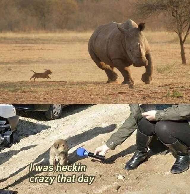 趣图段子搞笑集锦:一个月8万元再加一部宝马,这份工作你想做吗