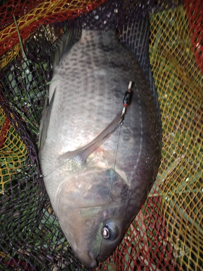 平沙野河釣魚,釣獲人生最大羅非魚