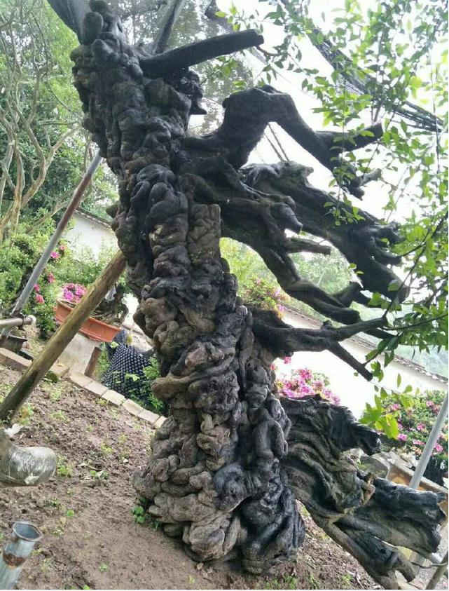 这9棵金弹子桩,挖到它的人都乐了,最后1棵挖桩人做梦都笑醒