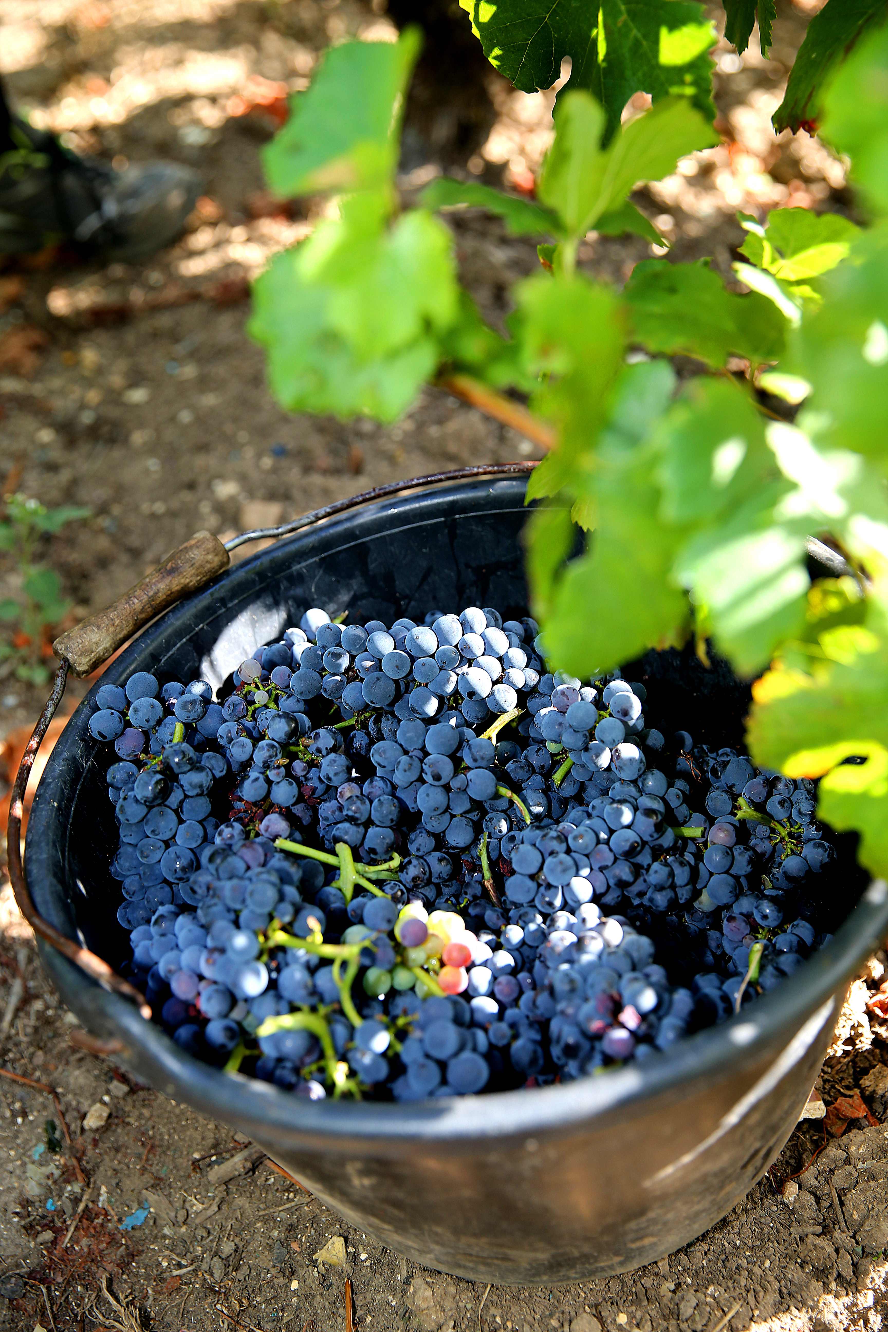 采摘黑皮诺葡萄(20)