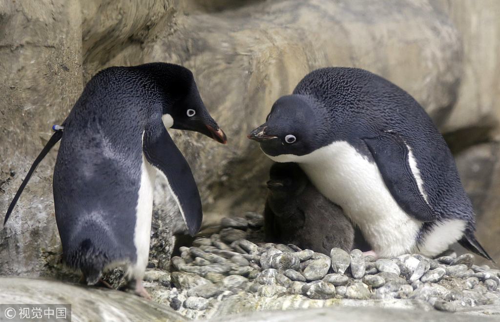 墨西哥动物园阿德利企鹅自然孵化成功 小企鹅走路萌翻了