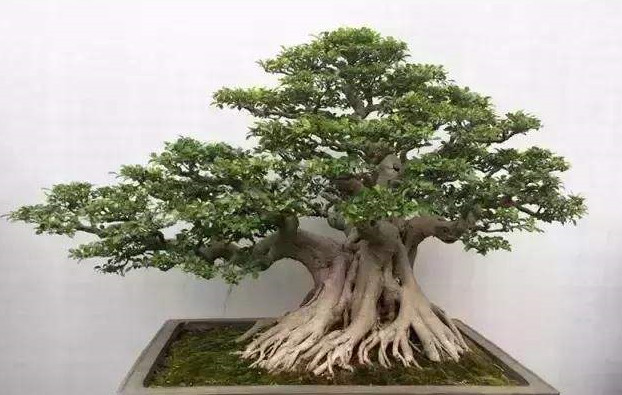 春天三月名贵香楠木盆景育苗繁殖,翻盆修剪整型剪去杂乱枝条