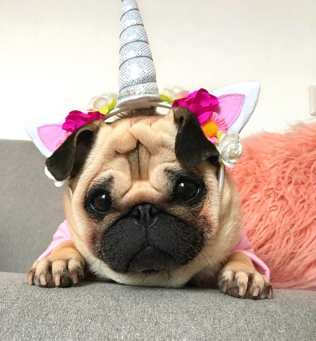 宠物萌宠秀:囧囧有神的巴哥犬是如此迷人?