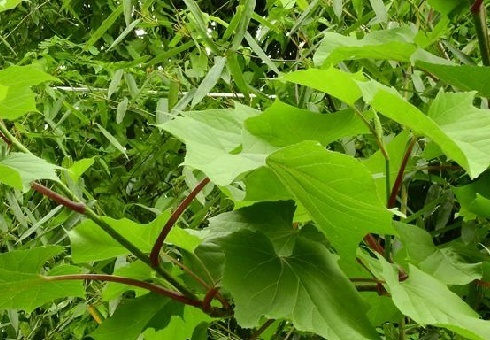 角叶鞘柄木你了解吗?看看这些再说话