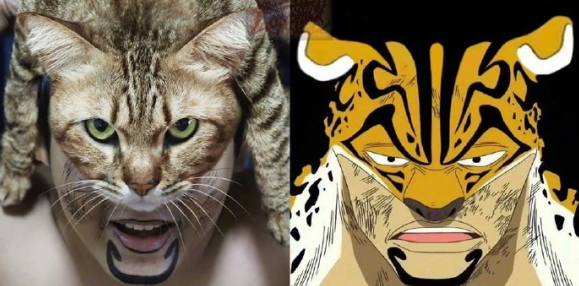 泰国小哥cos罗布·路奇,自家猫被迫营业,猫猫果实豹形态达成