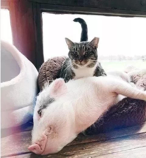 被猫养大的猪是什么样的?它早已经忘了它是一只猪