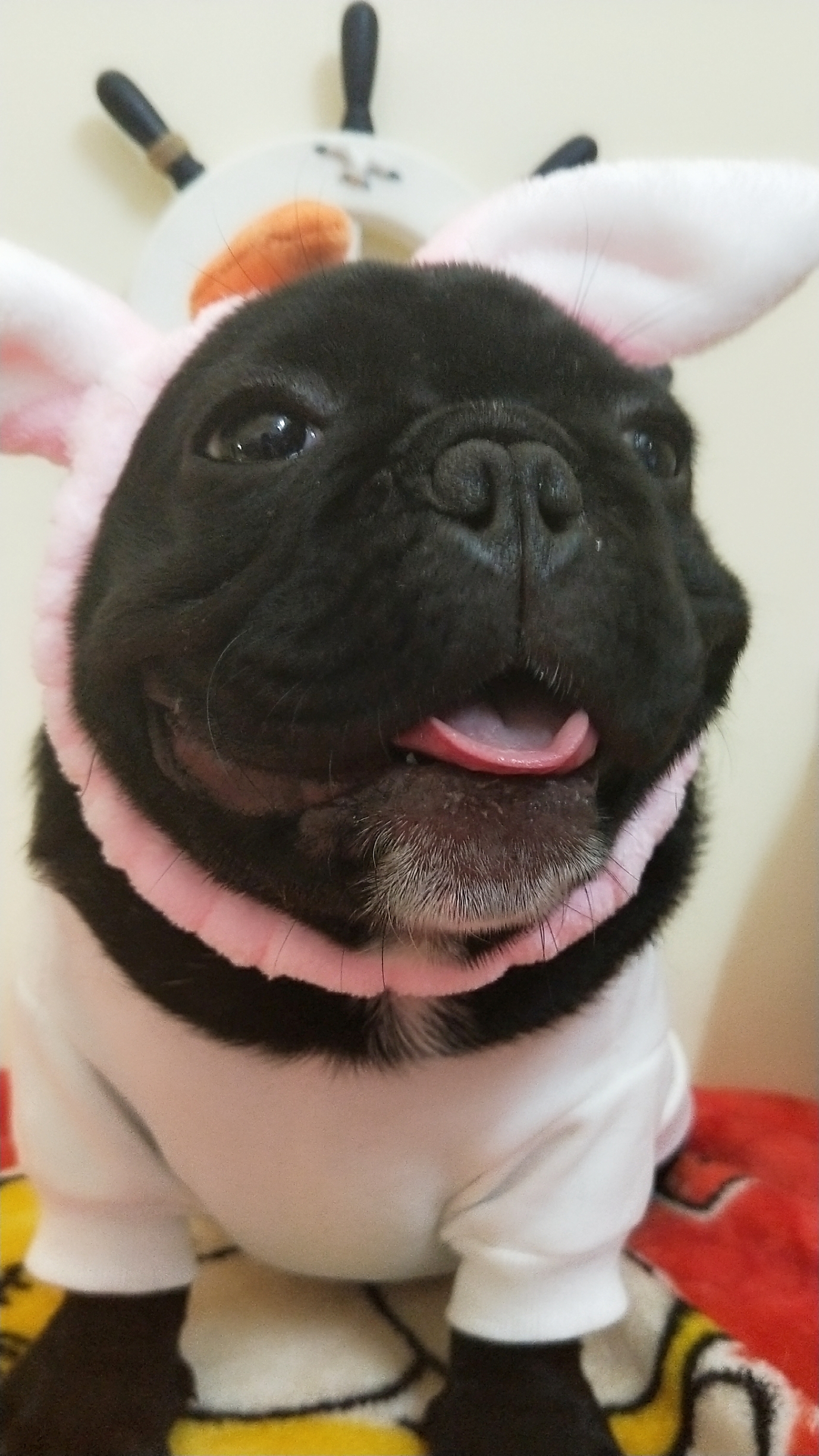 小白兔白又白,两只耳朵竖起来!