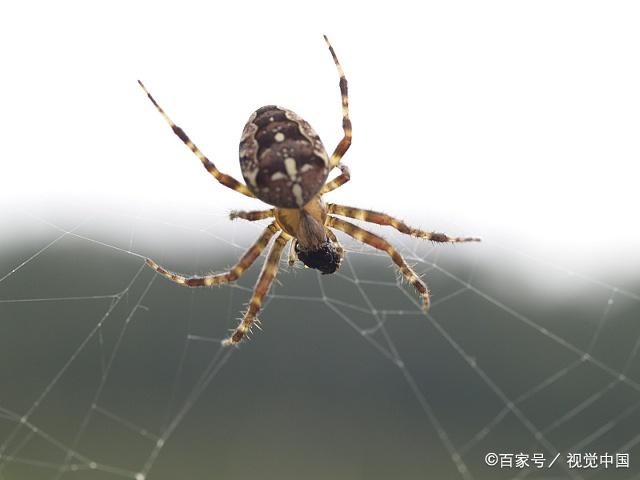 蜘蛛总是悄无声息,不停地编织者网,细丝承载着生命