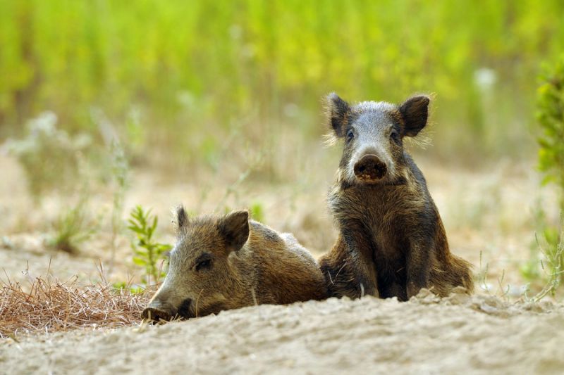 奇闻!世界其他国家缉毒用狗,欧洲这国缉毒却用猪