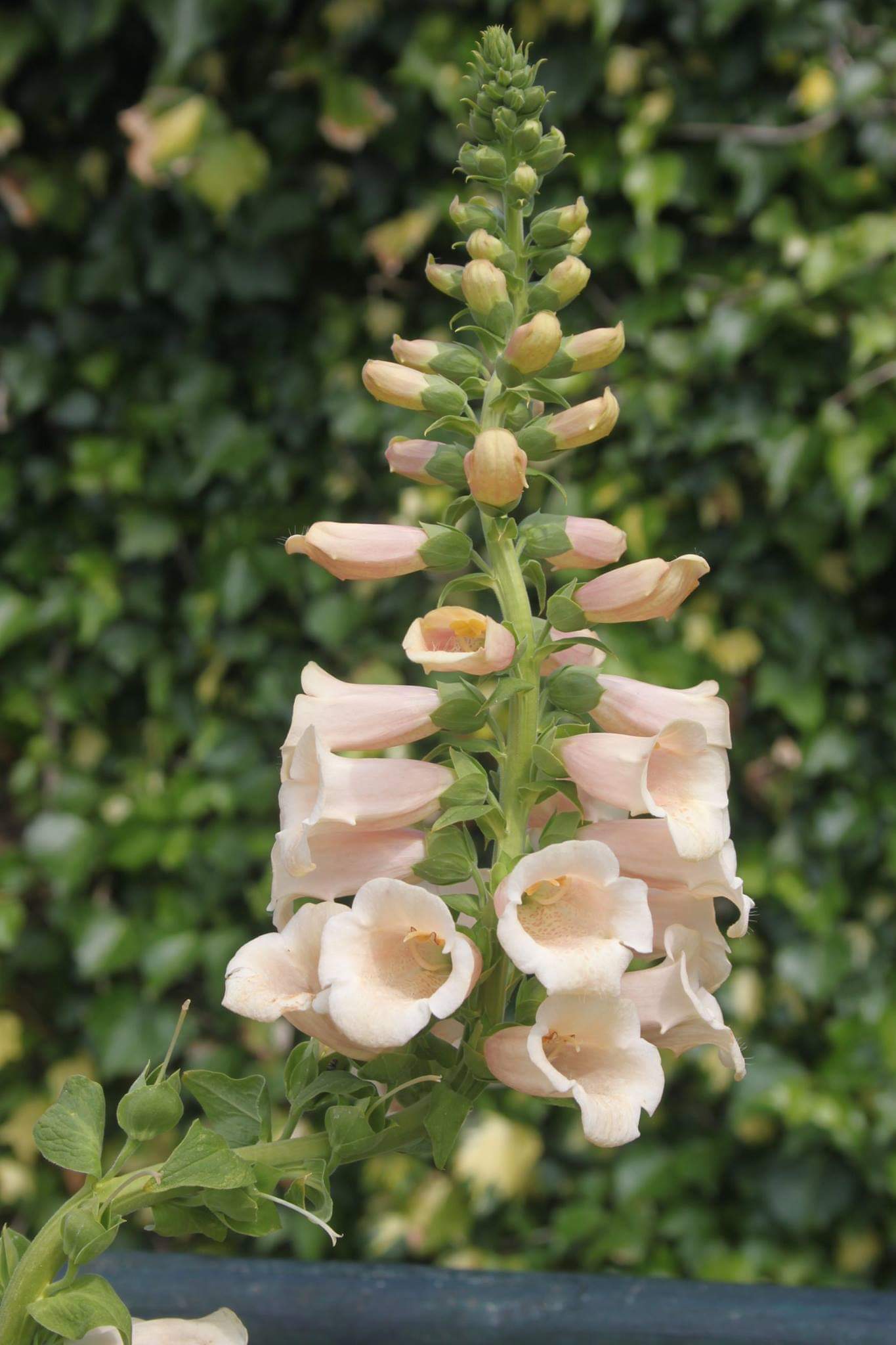 茂盛的洋地黄! 转载自百家号作者:遵纪守法sky668