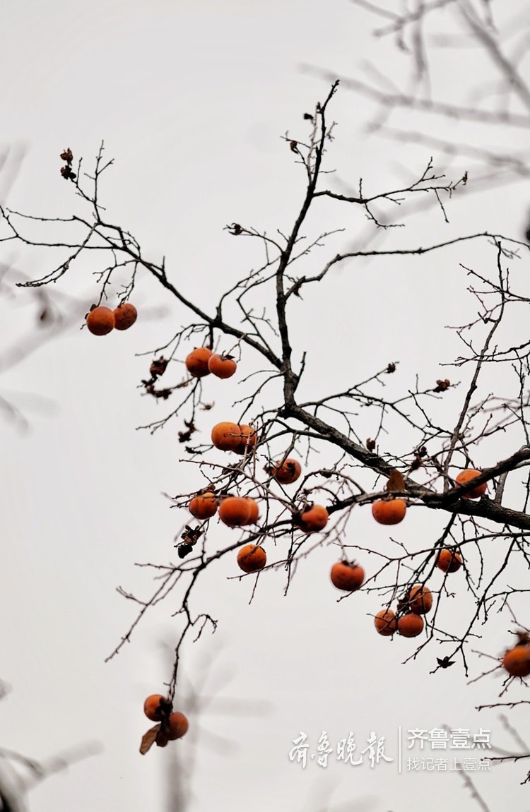 冬日里的柿子树,成为小区里的风景线