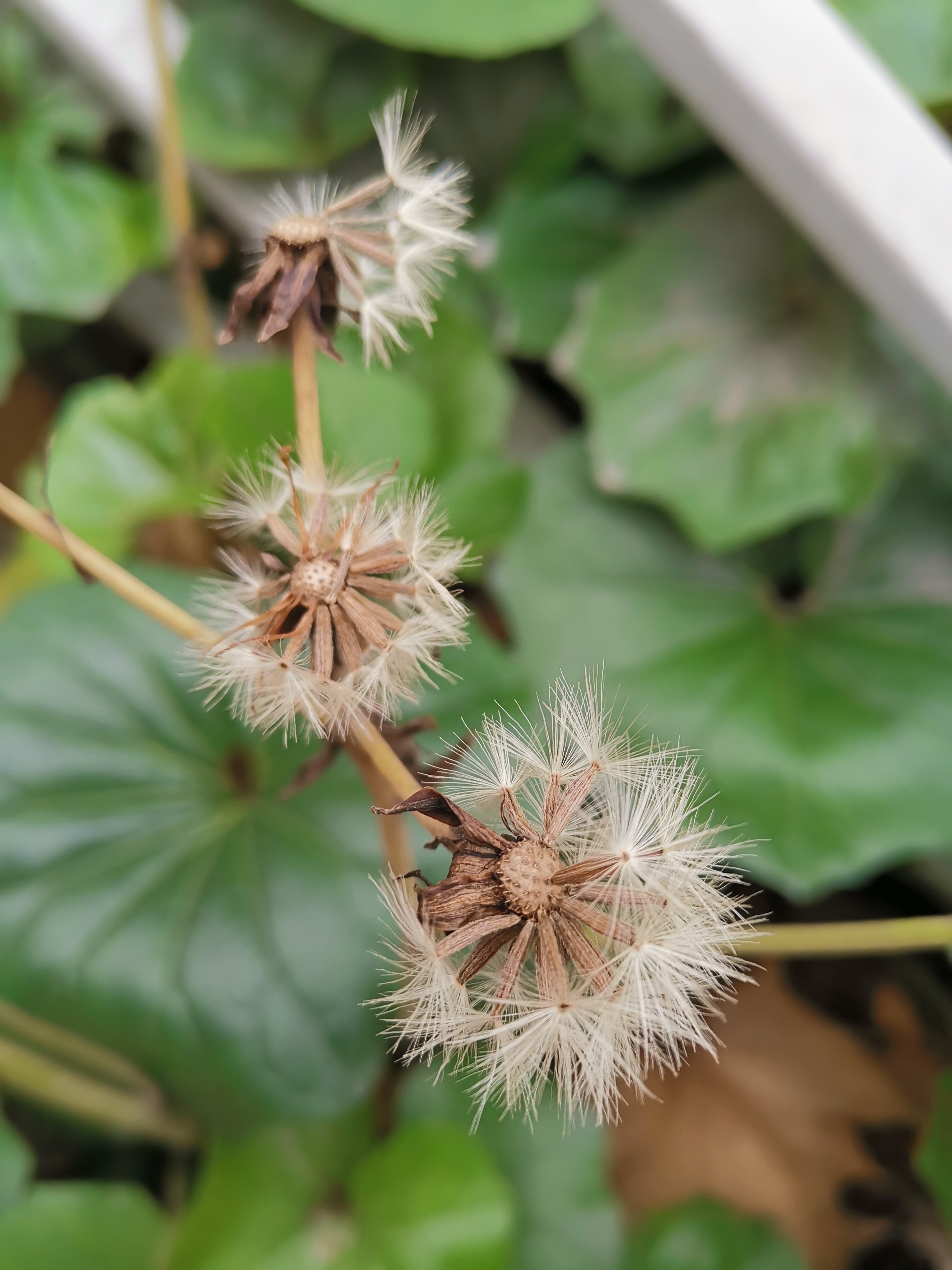 秋风起兮花张扬——大吴风草