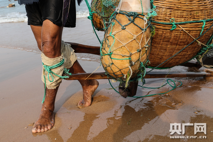 山东日照:老渔民踩高跷捕虾 感慨手艺将失传