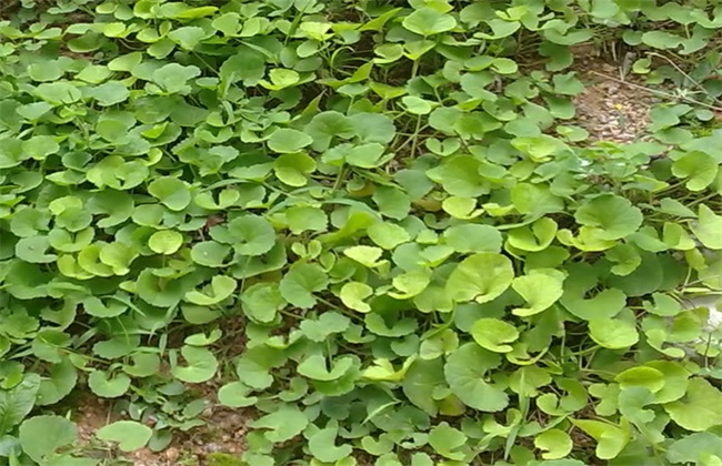 有马蹄草之称的肾炎草,具止咳解毒功效,它的种植技术值得一看!