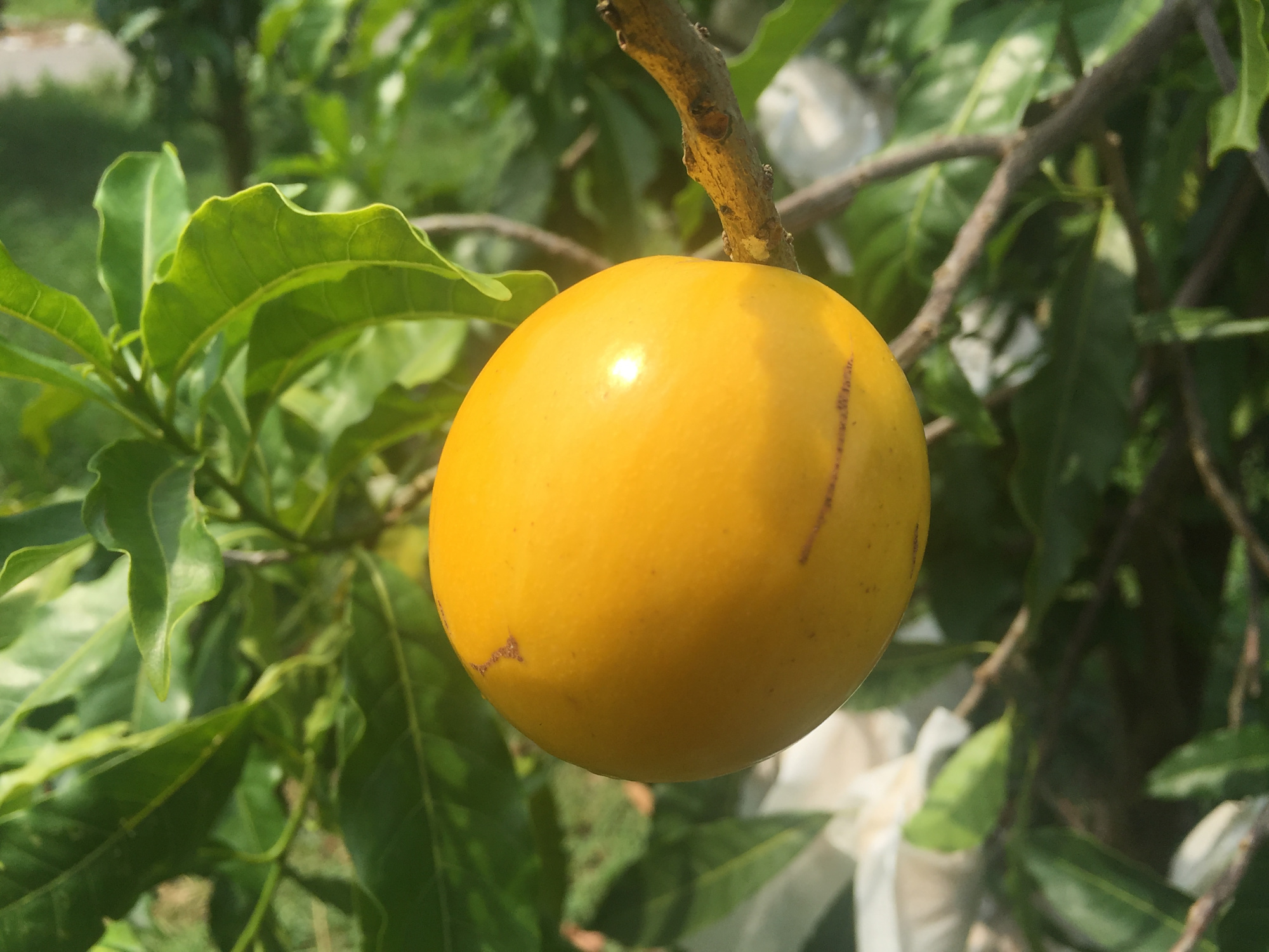 果冻果 - 热门商品专区