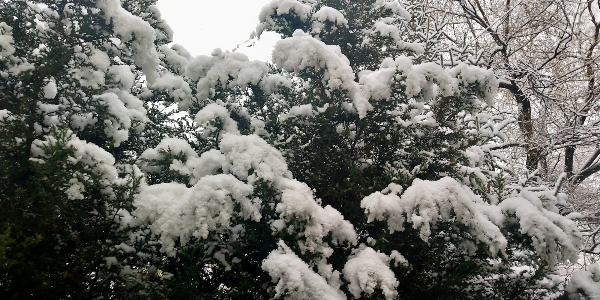雪松树多少钱