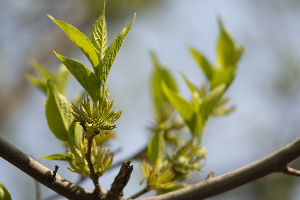 如何科学进行杜仲育苗栽培技术,有没有什么好方法,该怎么育苗
