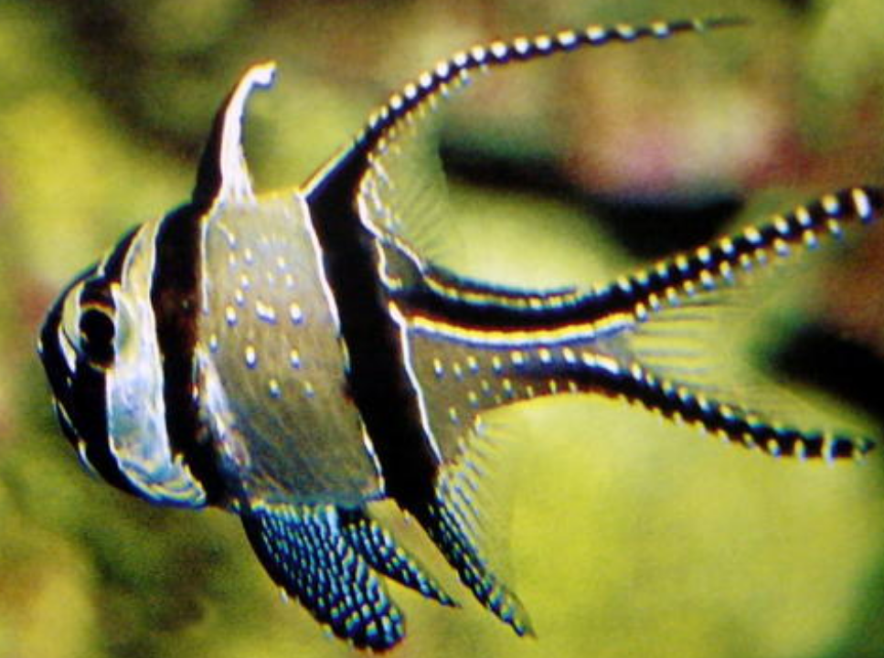 生活在水底的"火鱼",能喷出3米火焰吓跑天敌?专家是这样解释