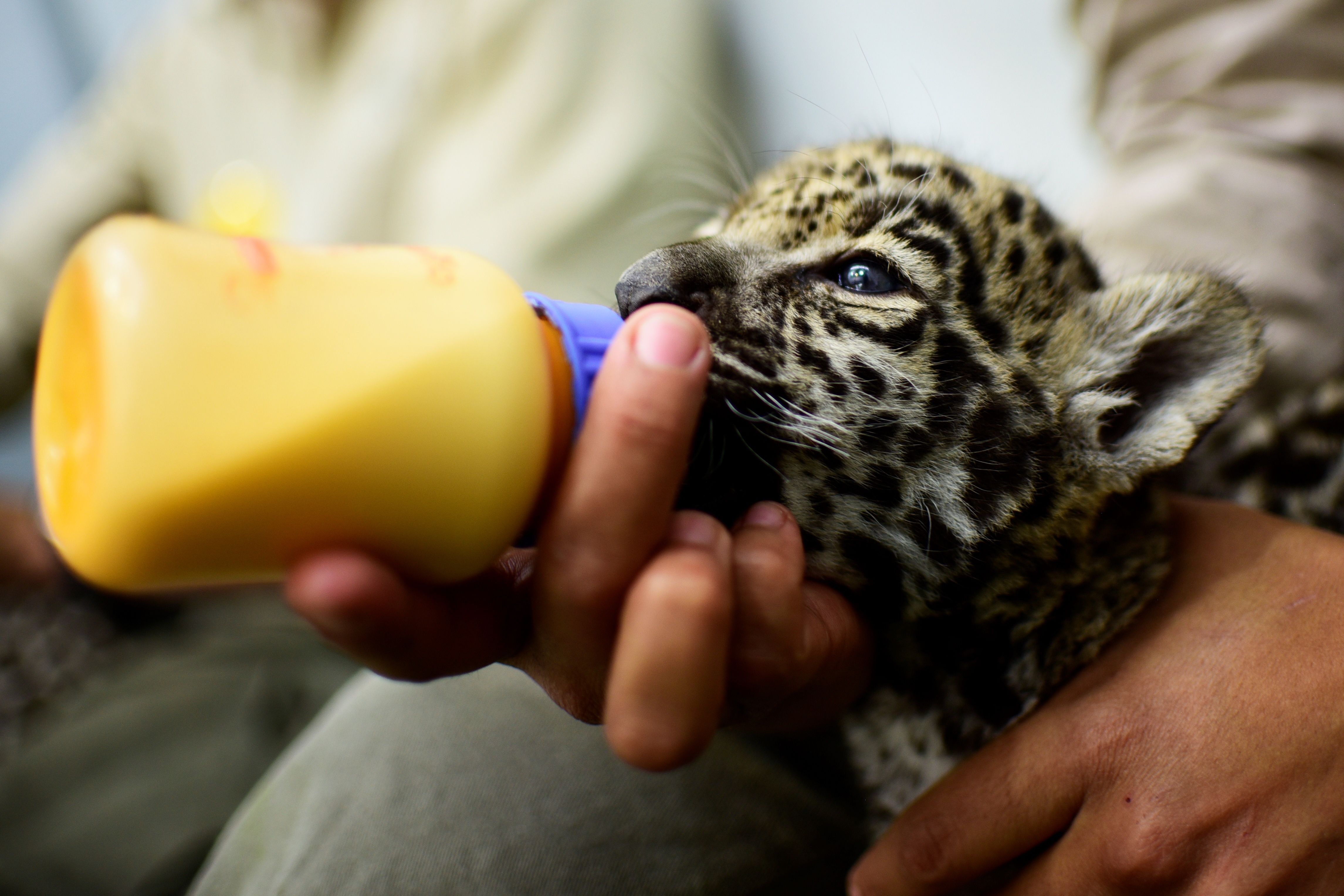 可爱的小美洲虎(4)