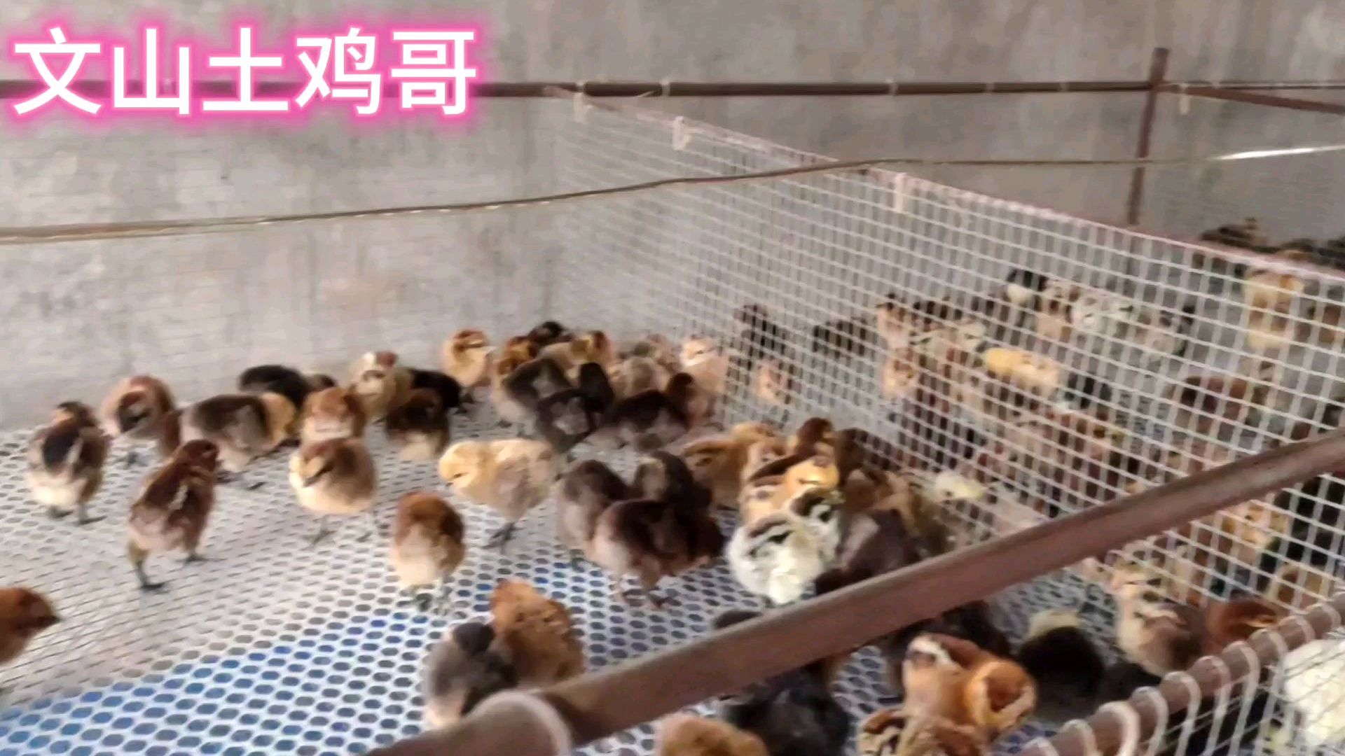 大家看看我的小鸡第四天长势怎么样