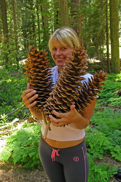 糖松,可分泌"松糖"的松树,国内没有,味道比枫树的糖还好吃