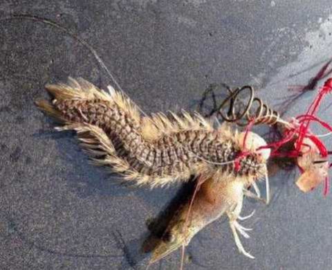 男子钓上一条全身长毛的大怪鱼  网友:不丢手就残废了