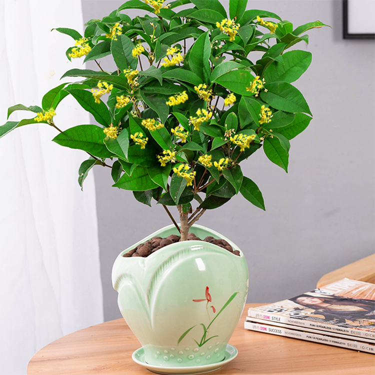 桂花苗 - 热门商品专区