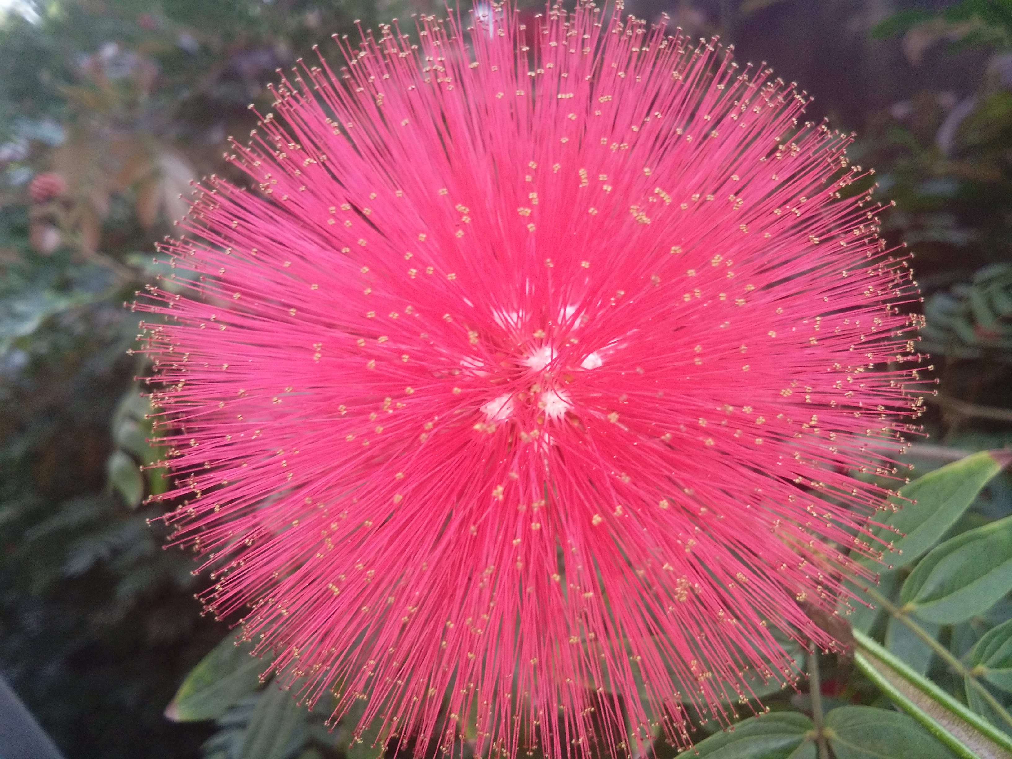 又见万绿丛中一点红