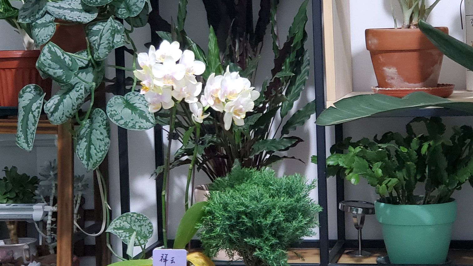 十二生肖对应的12种专属旺财植物，看看你是哪个？