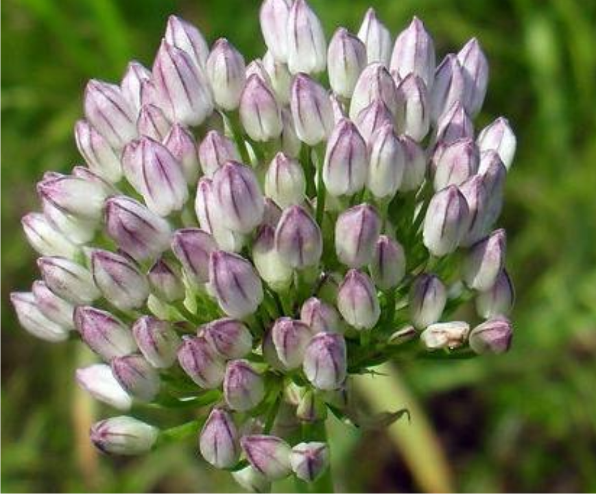 不同的搭配不同的功效,这几种薤白的搭配不容错过