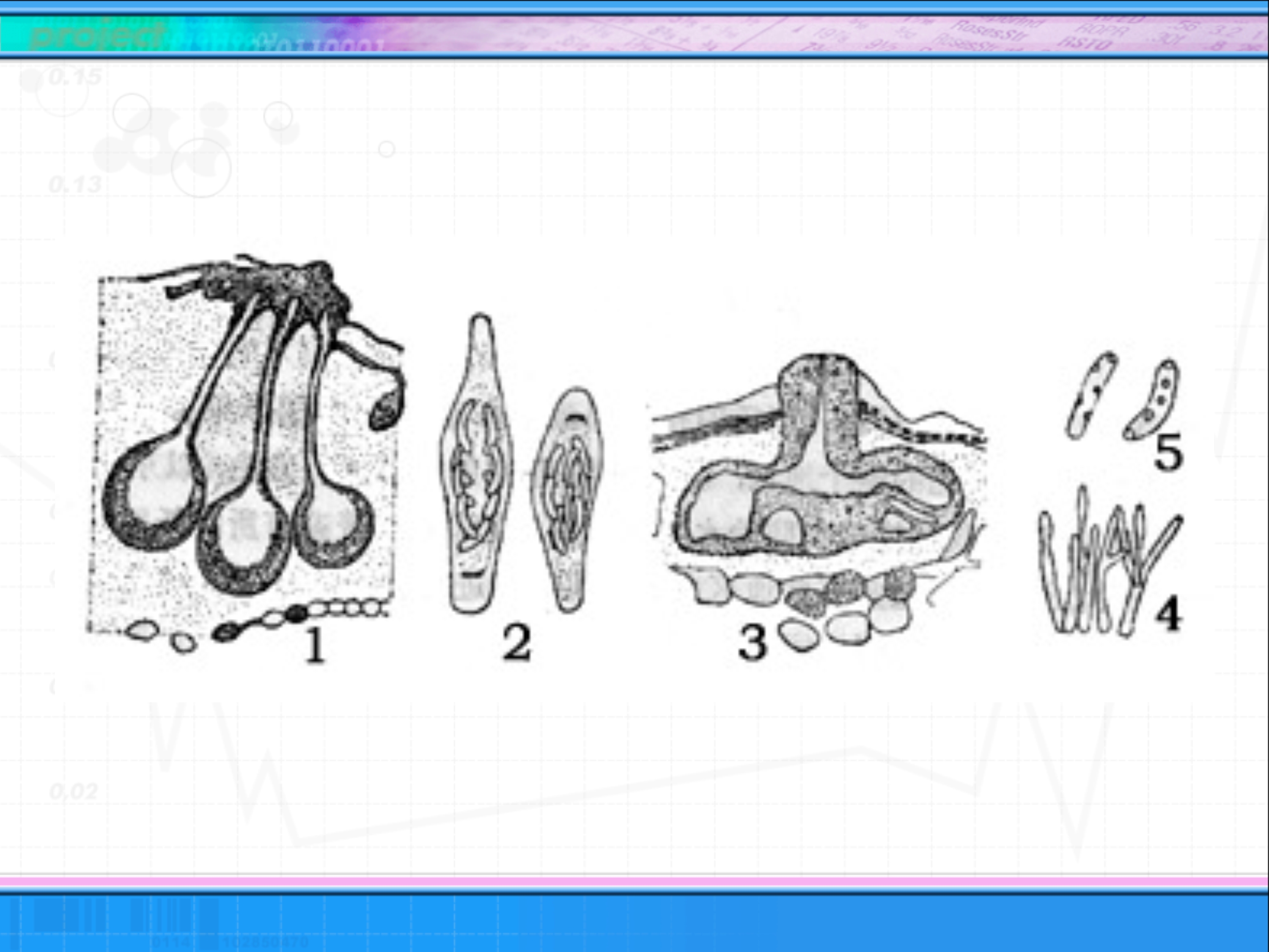 科丰病害通—病害细解—第二篇,苹果腐烂病