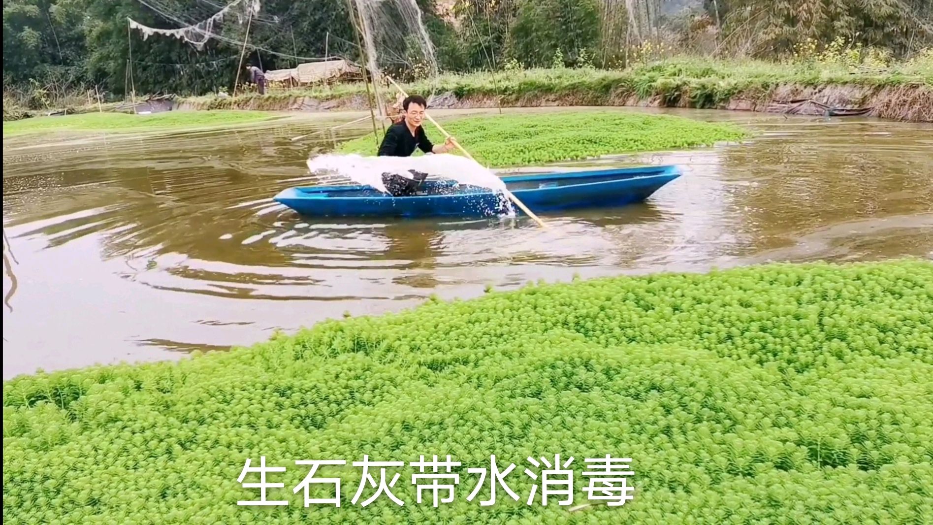 养殖小龙虾想要养得好,合理消毒很关键,用生石灰带水消毒也不错