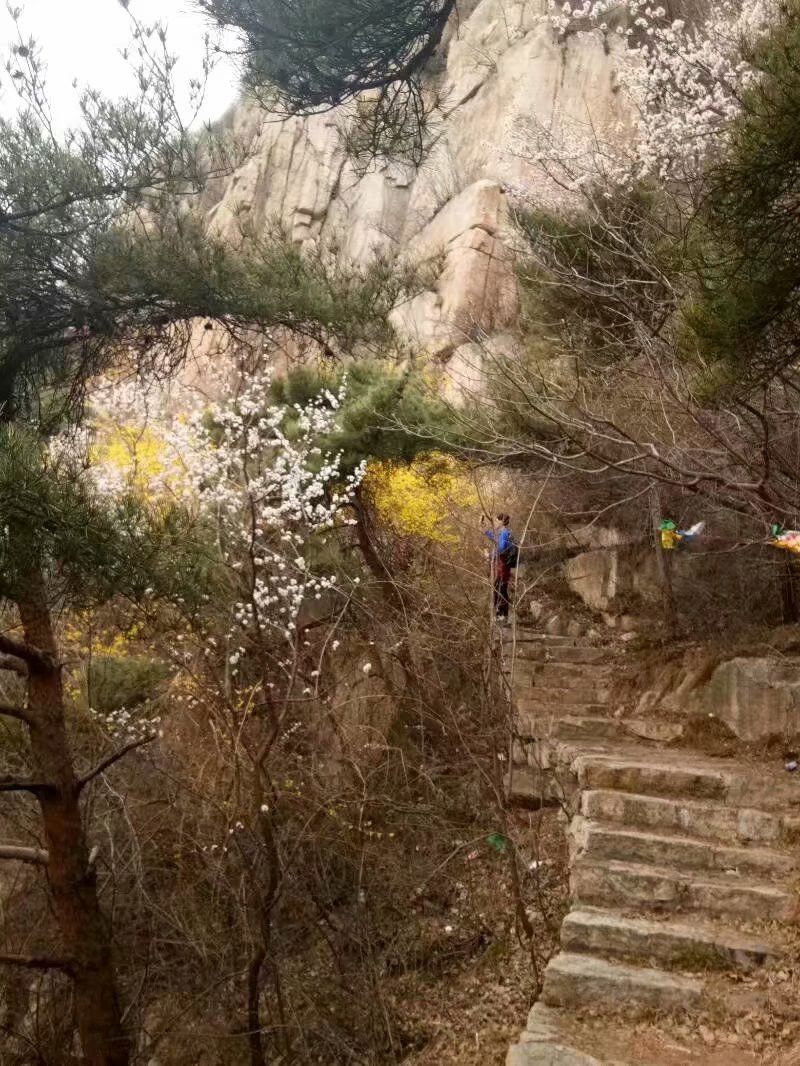 春日登臨朐縣嵩山