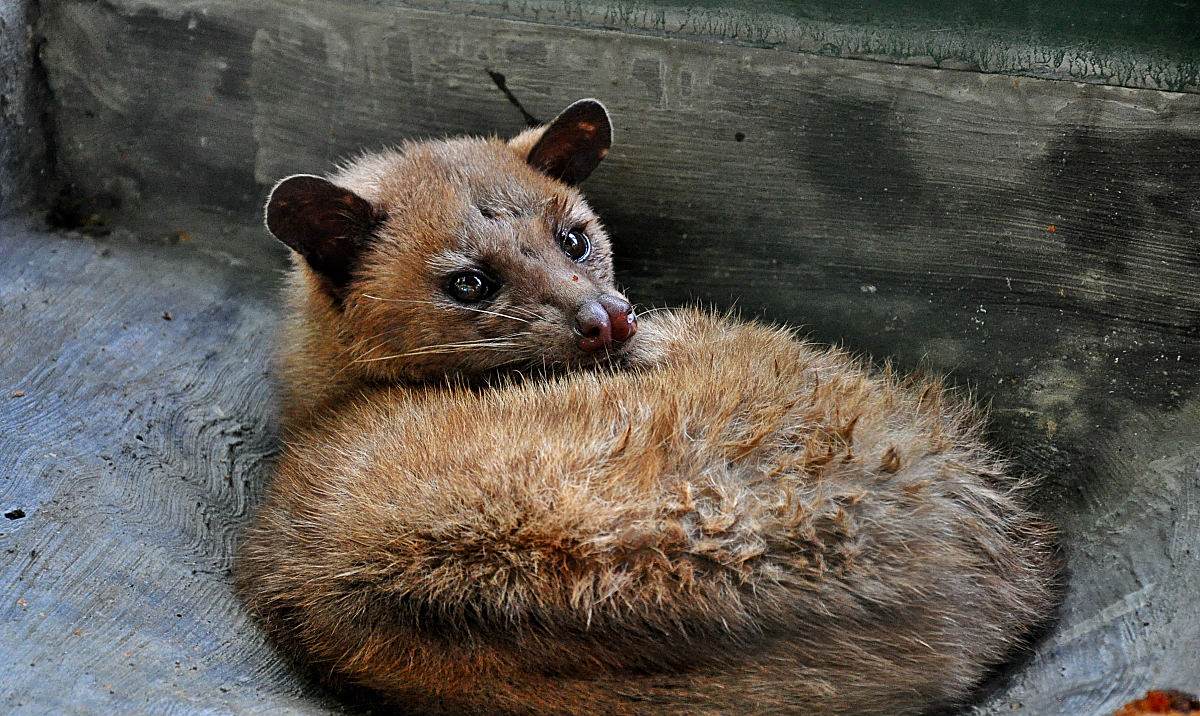 果子狸价值这么高,怎么养殖?果子狸的养殖方法!