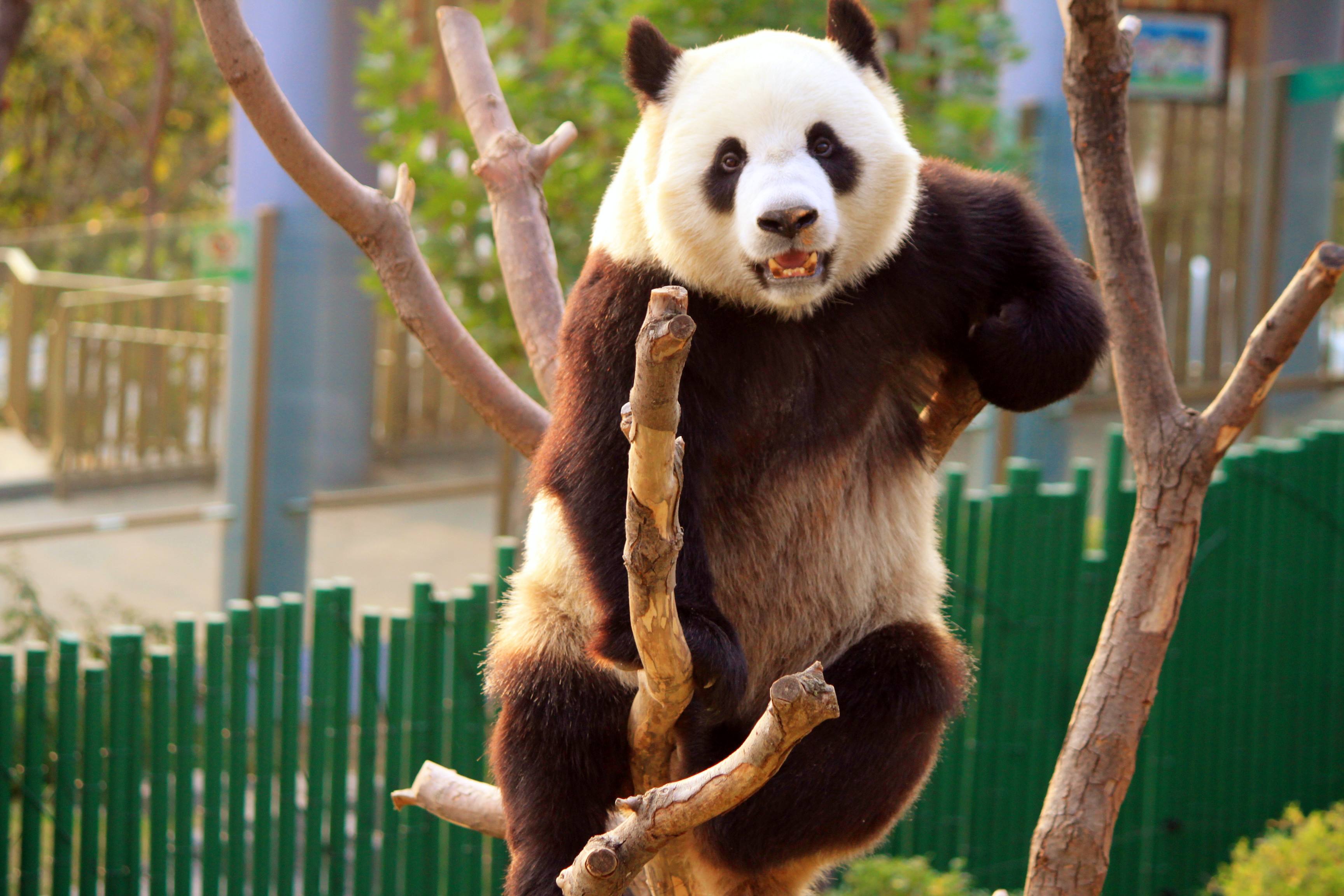 出借俄罗斯大熊猫租期到了,俄罗斯不舍:能不能拿北极熊换啊