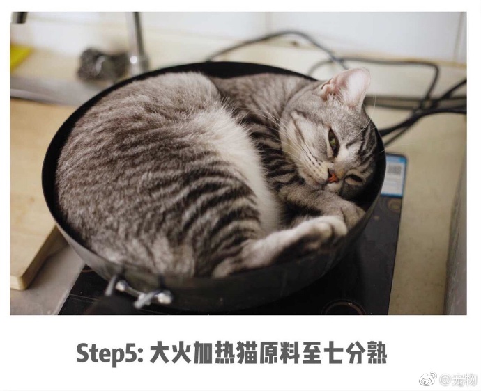 呕心沥血研制的炖猫秘方!